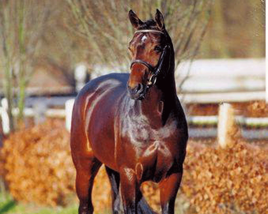 Stall Rijkens - Hengste